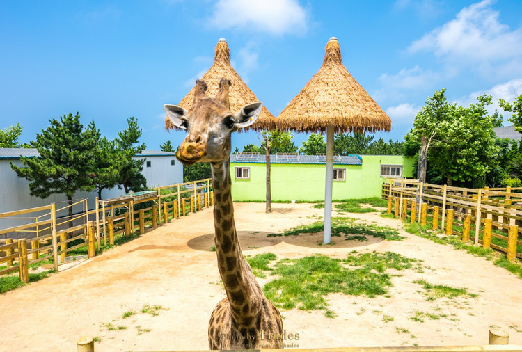 威海 【西霞口验客】山海幻境 度夏西霞口 神雕山野生动物自然保护区