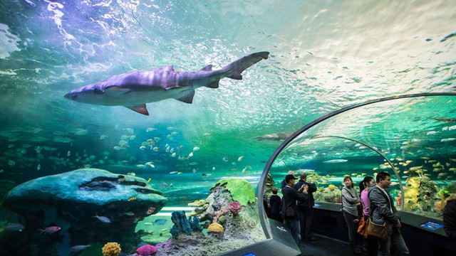 多伦多国家电视塔 里普利水族馆联票