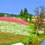 重庆万州凤凰花果山