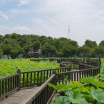 红杉邨景区