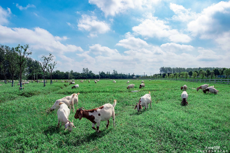 南京丨浪漫在左,惬意在右,我的巴布洛之旅