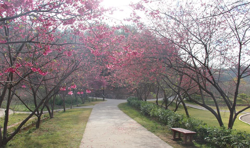 梅州客林爱丽丝庄园