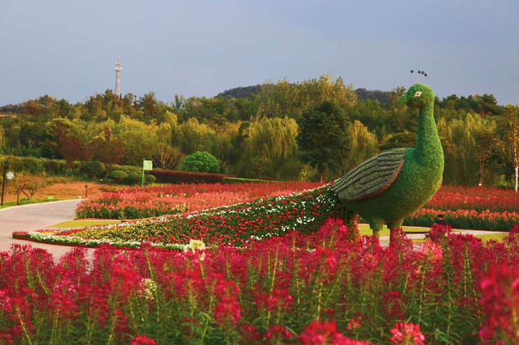由一杯杯盆栽堆砌的巨型花孔雀屹立在红色花海中. 花谷奇缘