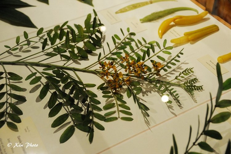 哈佛的玻璃花glassflower