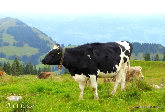 【瑞法穿越·高原牧场】高颜值的瑞士牛