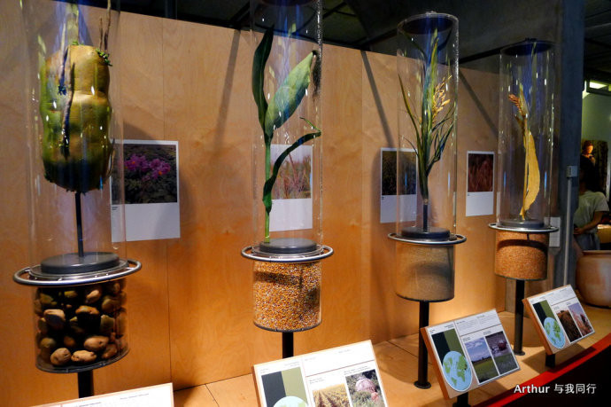 植物的种子 museon博物馆