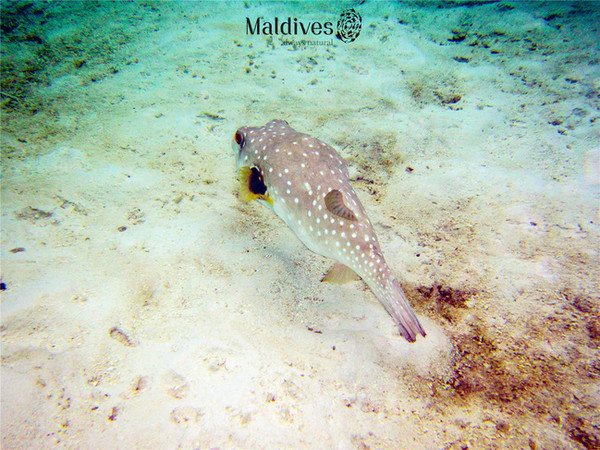 我发现的一种呆呆的鱼,老是绕着我们游来游去,胖乎乎的超级可爱.