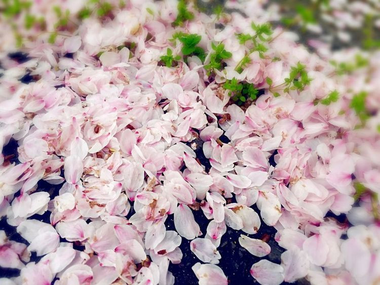 散了一地的樱花花瓣 佐保川