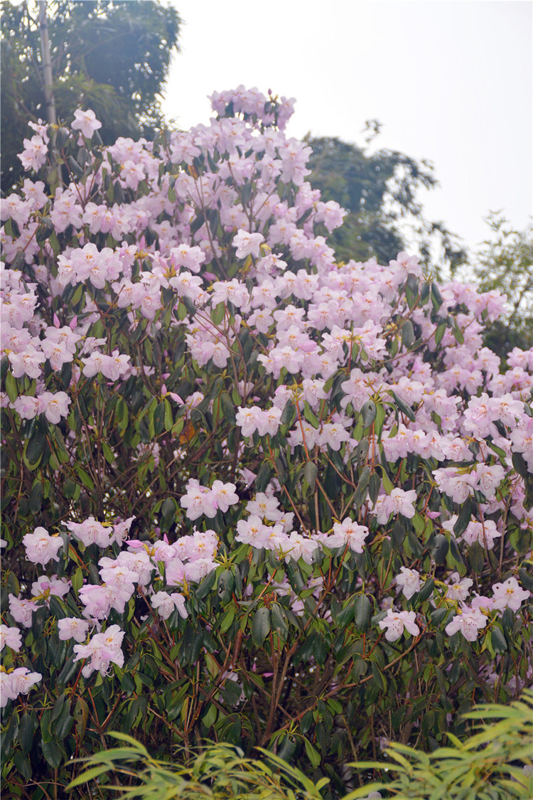 山上居然有这么多杜鹃花,期待其他的花让我来采.我的小花们,我来了!