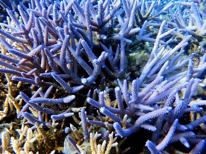 有一种美丽叫作陌生:帕劳海底探险记