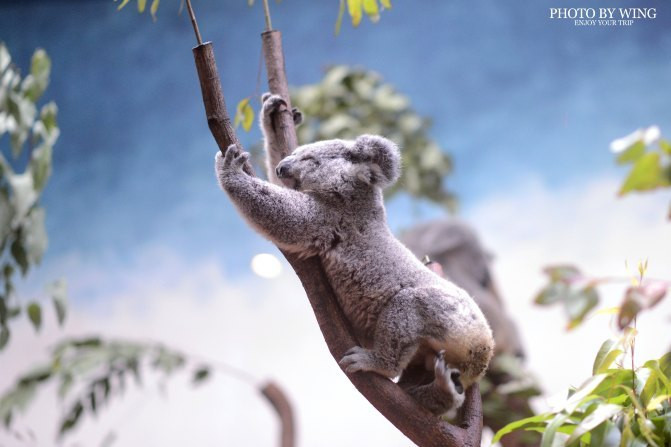 探访长隆野生动物世界,乐享广州城中的宁静时光