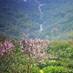 雨花胜境