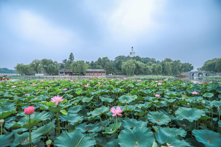 荷塘月色,花开半夏—关于帝都的夏天记忆