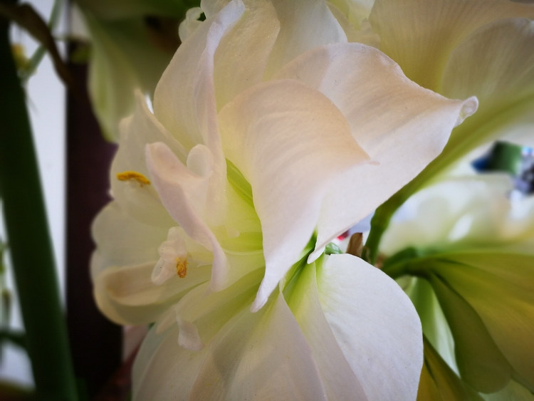 "缘自希腊文的"闪耀"一词,也有人称之为"骑士之星"或"颠茄百合",而在