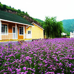 人间花海