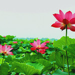 荷塘月色湿地公园·向阳花洲