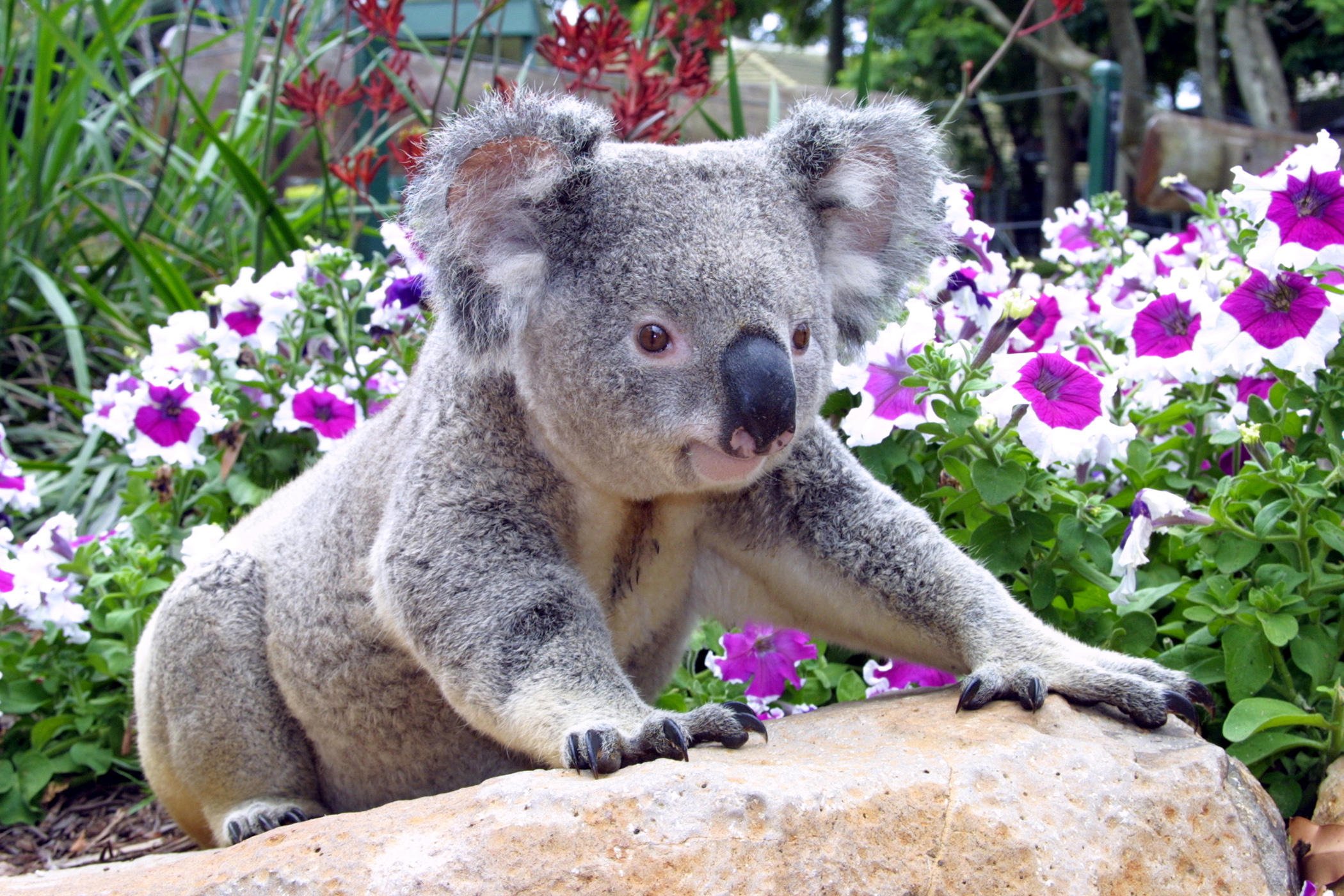 澳大利亚黄金海岸可伦宾野生动物园