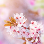 常宁百万樱花园