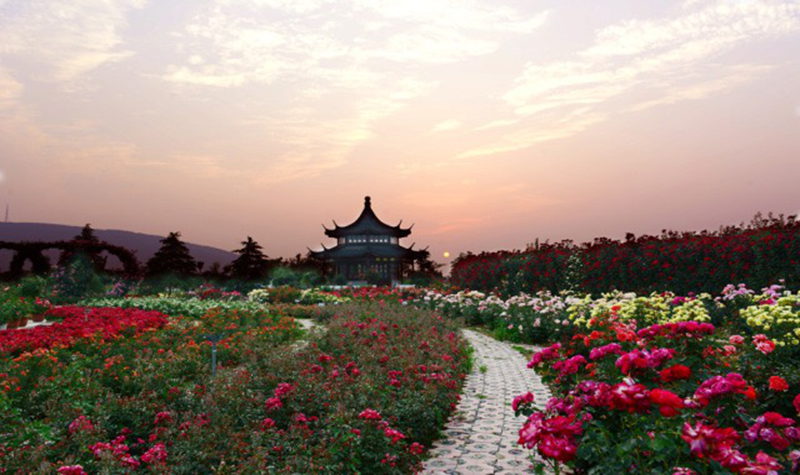 南阳月季博览园