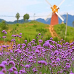 尧山花海风景区