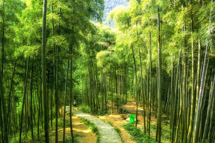 【一片神秘的竹子海——中国大竹海】