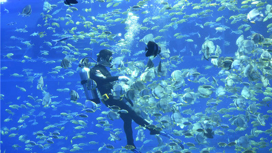 海洋公园门票一般多少钱 rBANC1kDCg2ATJnXAAIAAPYF9JY487_540x304_00.jpg