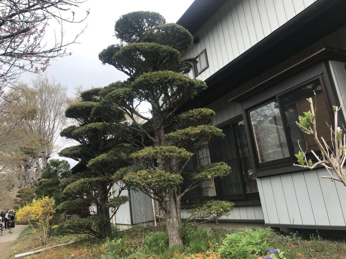 【春季赏樱 酒店接送】富士山+忍野八海+御殿