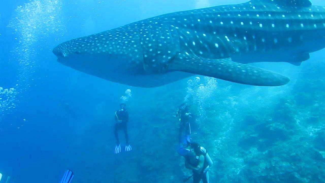 昆明到宿务薄荷旅游_昆明到宿务薄荷旅游报价