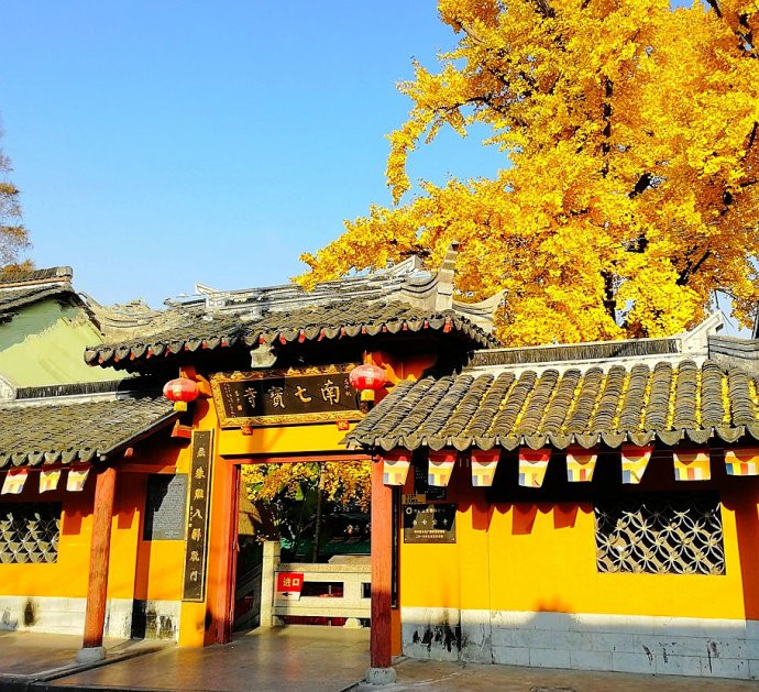 南七宝寺银杏树色正浓