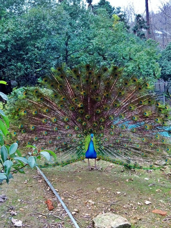 大禹陵里面有百鸟乐园,不过鸟不是很多,最多的就是孔雀了 大禹陵