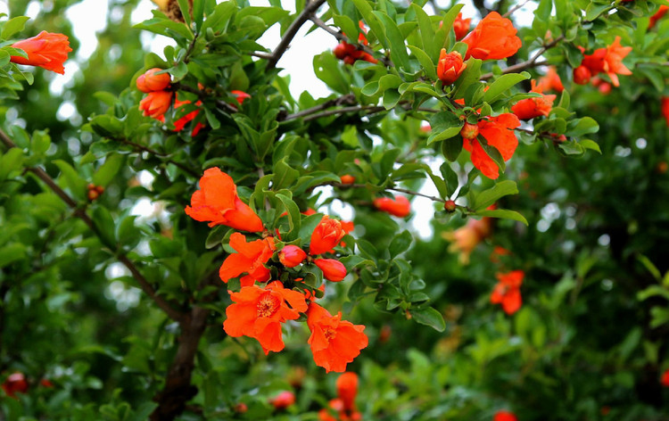 枣庄万亩石榴园