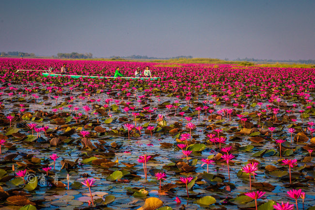 红莲花海,花红情浓,美极致. udonthani