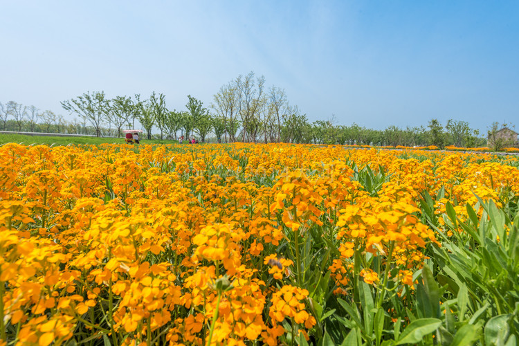 【宿迁城市验客】大美宿迁,漫步在春天的花海里