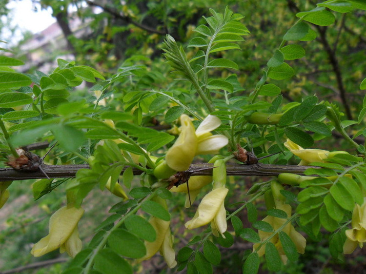 【山东旅游攻略大赛】拜谒晋汉文化 探寻王城"崮"事