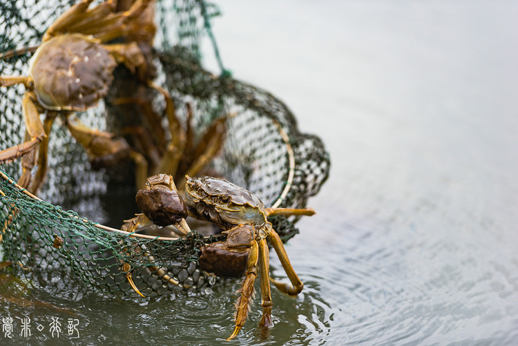 【相城美食验客】秋风起,阳澄湖上捕蟹去