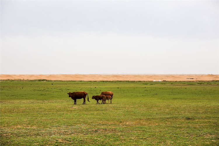 多彩宁夏通湖草原游
