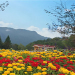 九重花岭