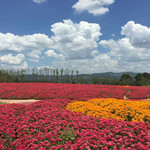 江津花小原
