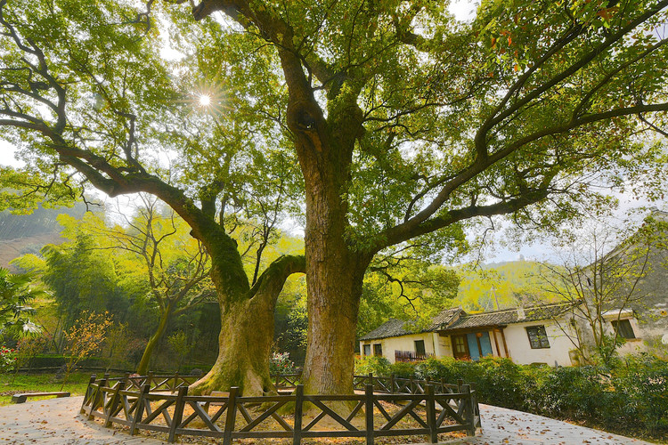 漫游慈溪 邂逅美景 方家河头,这座慈溪市唯一保存完整的千年历史文化