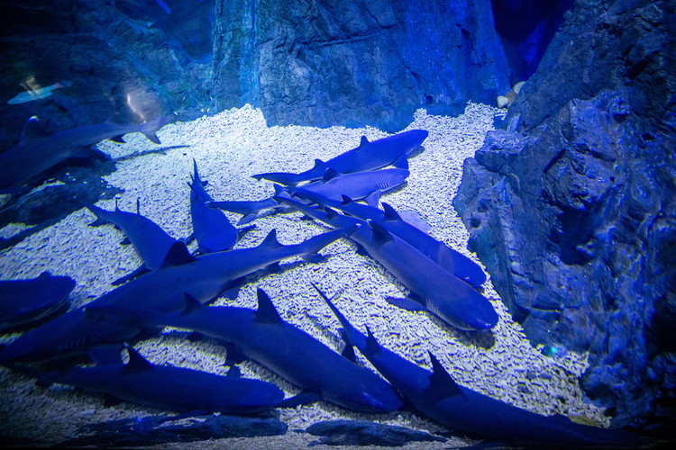 烟台 【烟台验客】这个夏天,故事从烟台开始内部设有鲸鲨展区,鲨鱼展