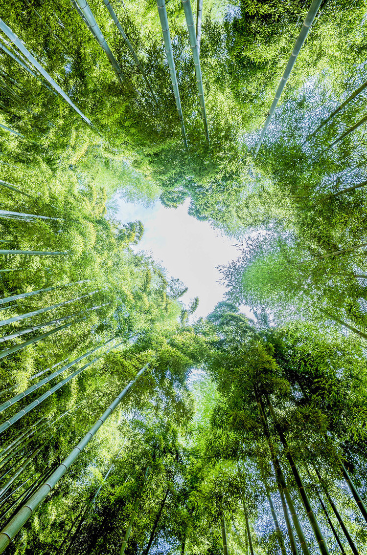 【一片神秘的竹子海——中国大竹海】