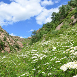 黄花沟草原旅游区