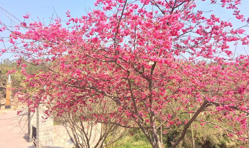 梅州客林爱丽丝庄园