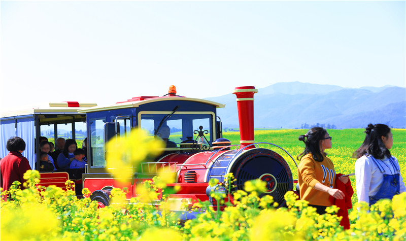 罗平花海观光小火车