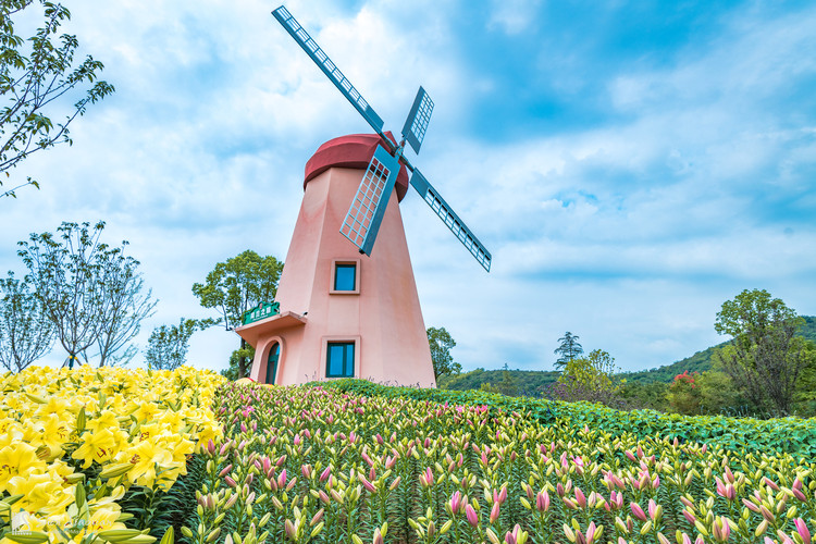 有一种风景,只是远远看上一眼,便如童话般美好,让人难以忘记,荷兰花海