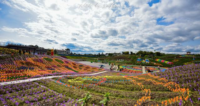 广安百万玫瑰园