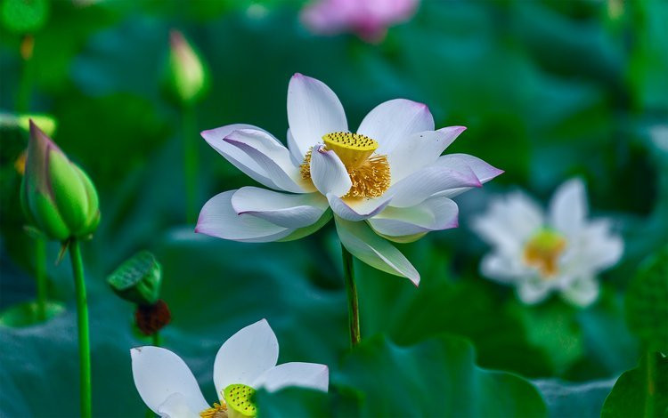 六江源处州白莲精品园