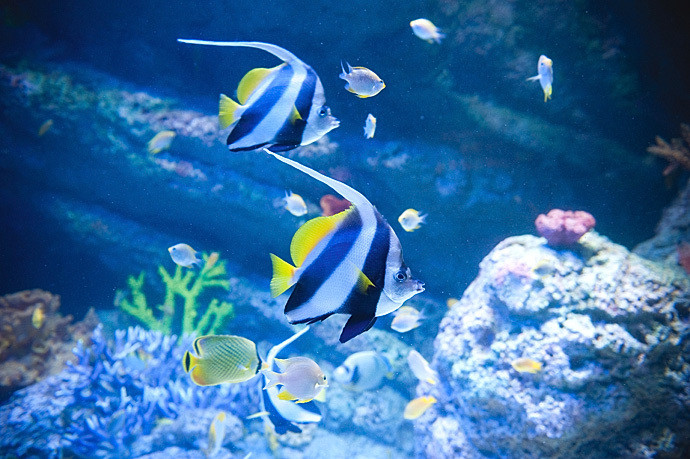 各种美丽的鱼儿看的眼花缭乱 s.e.a. 海洋馆