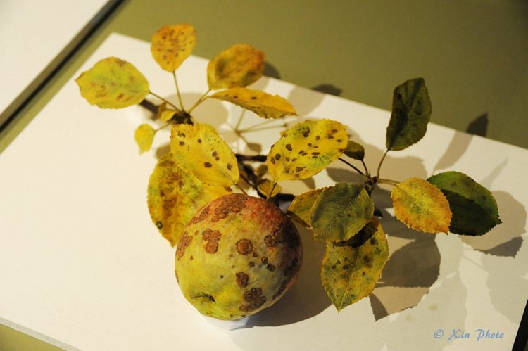 哈佛的玻璃花glassflower