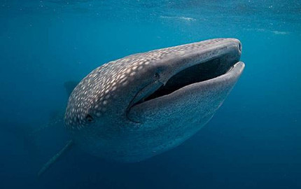 沈阳到菲律宾旅游